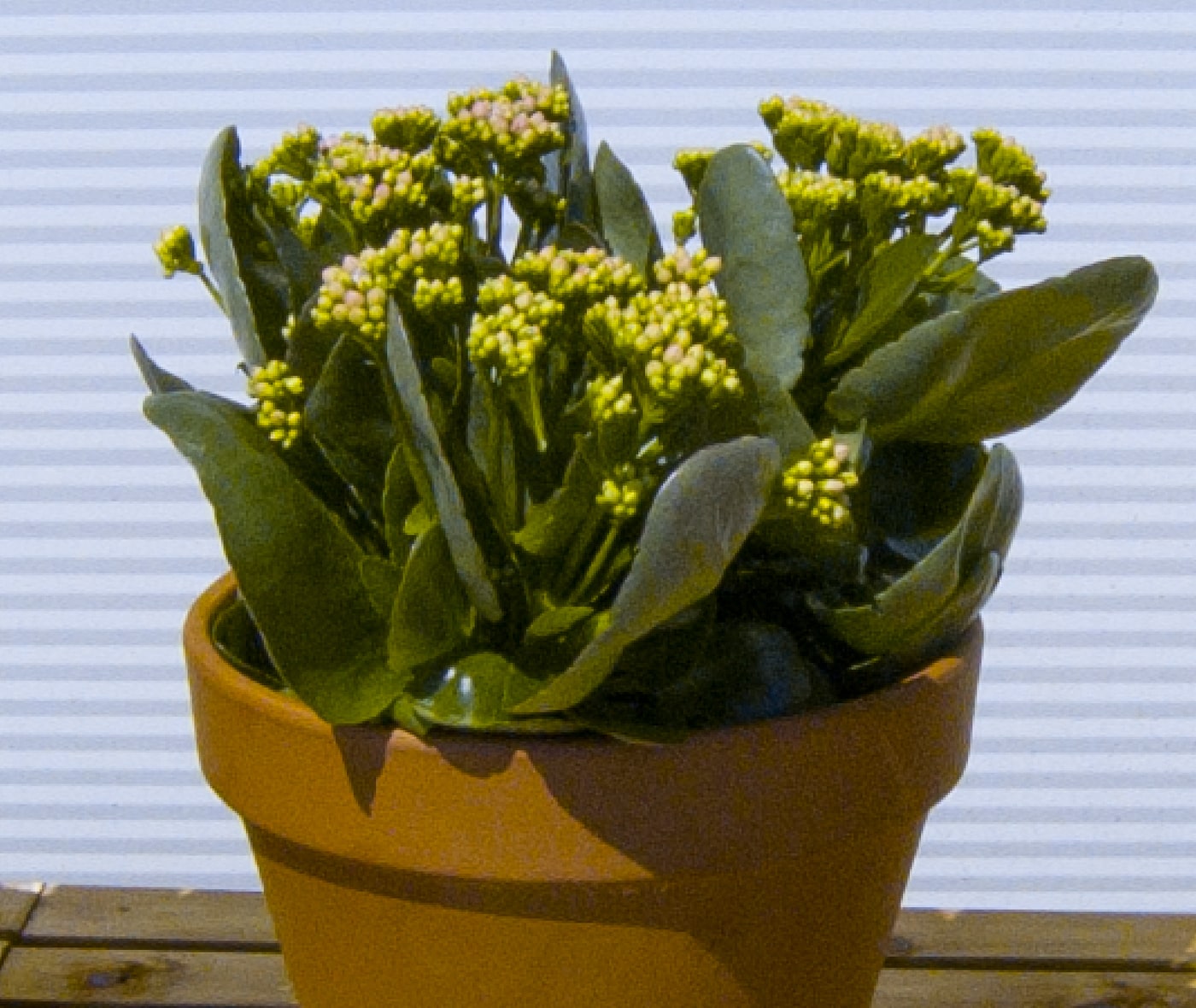 The same plant shot on a ½-inch sensor — softer, noisier and flatter in colour