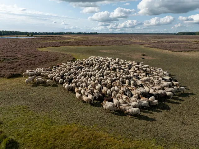 Aerial of a large sheep flock on heathland with blooming heather and a pool beyond