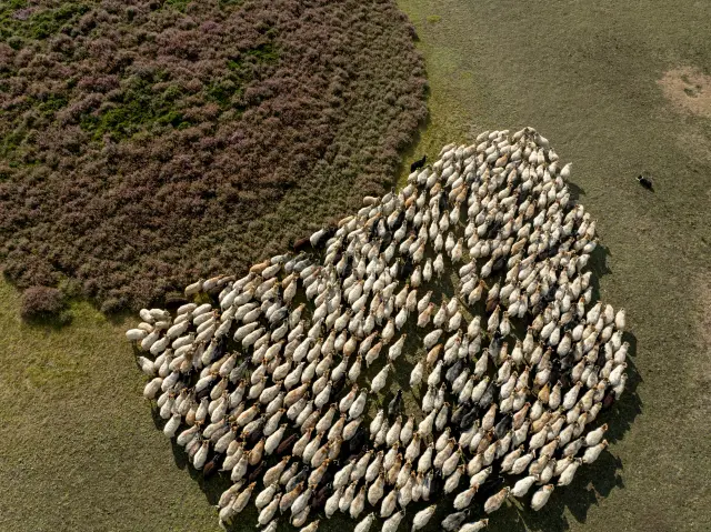 Top-down aerial of a sheep flock grazing next to purple blooming heather
