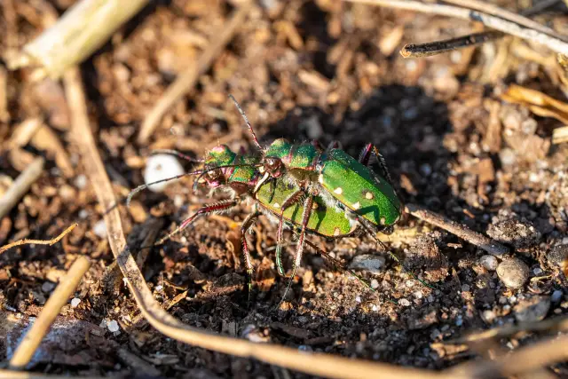 Macro of an iridescent green tiger beetle among twigs on sandy soil