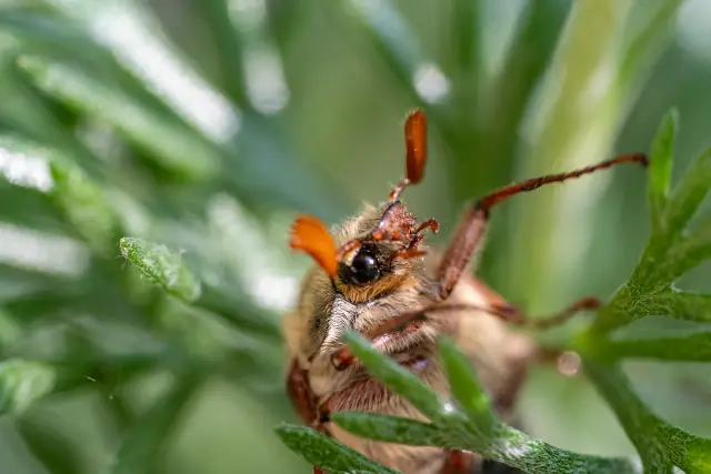 Close-up macro of a may beetle (cockchafer) with feathered antennae clinging to green foliage.