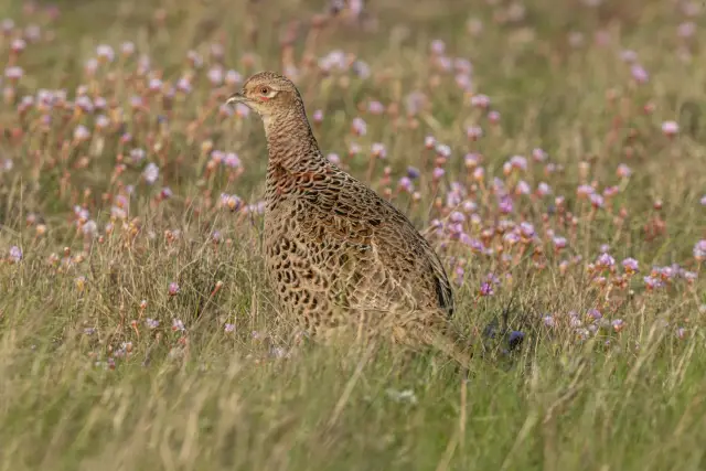 A female pheasant in a meadow dotted with pink thrift flowers
