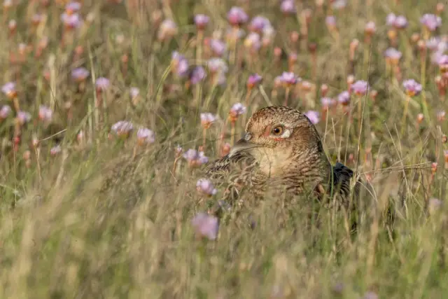 A female pheasant hidden among grasses and pink thrift flowers