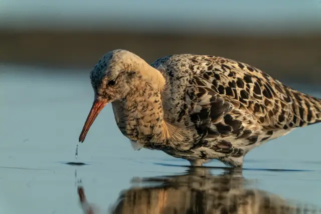 Close-up of a ruff wader dipping its bill at the still water's edge with its reflection