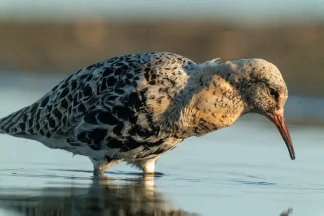 Close-up of a ruff wader feeding in still shallow water at dawn