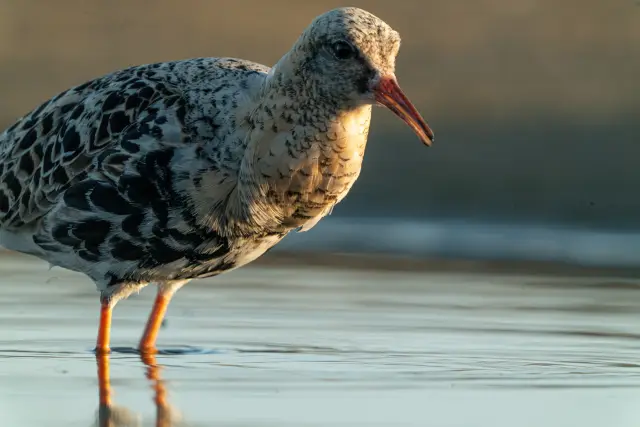 A pale-plumaged ruff wading in shallow water lit by warm evening light