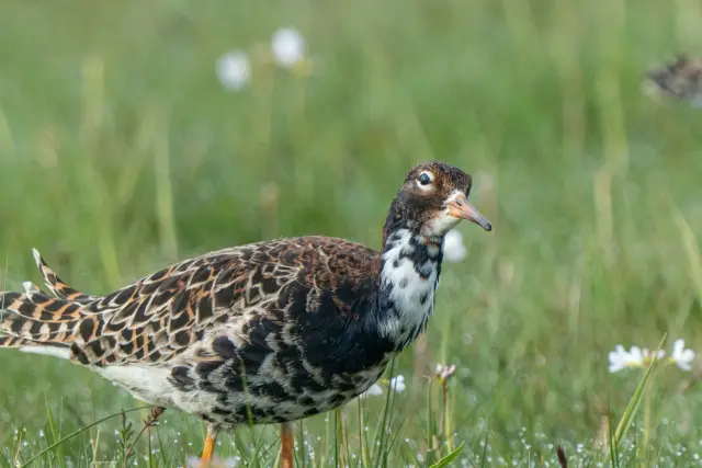 A male ruff in breeding plumage standing in a dewy green meadow