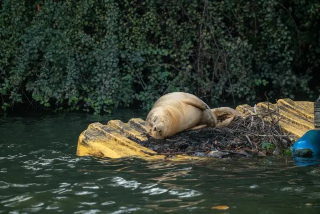 A harbour seal lounging on a yellow floating dock surrounded by green water and foliage.
