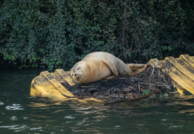 A harbour seal dozing on a yellow floating pontoon by a leafy bank
