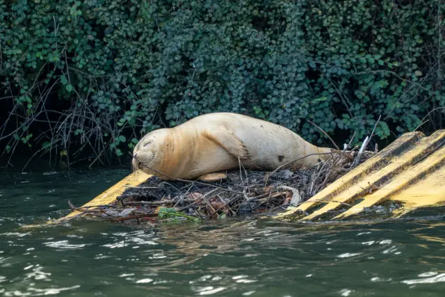 A harbour seal dozing on a yellow pontoon by a leafy bank