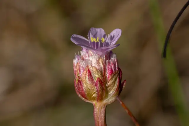 Macro of a pale lilac sea thrift flower opening on its stem