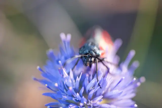 A burnet moth perched head-on atop a vivid blue sheep's-bit flower in soft light.