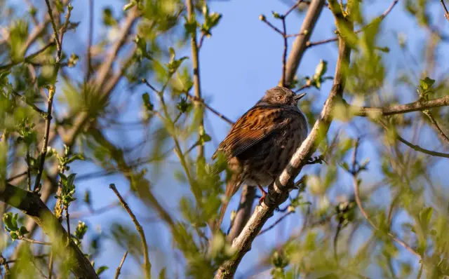 A dunnock perched among budding spring branches against a blue sky