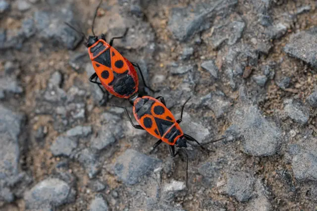 A pair of red-and-black firebugs crawling across grey gravel.