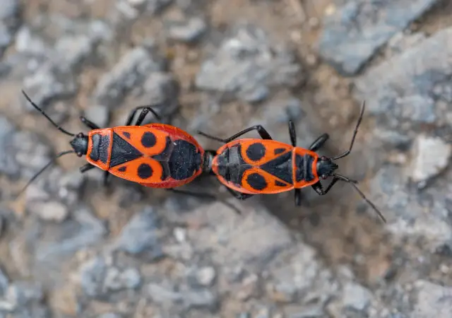 Macro of two red-and-black firebugs paired on stony ground