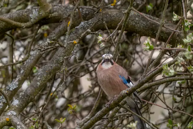 A Eurasian jay with a blue wing flash perched among lichen-covered branches.