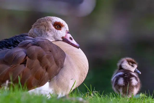 An Egyptian goose resting on grass beside its downy gosling