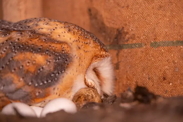 A barn owl resting beside its white eggs in a nest against a rustic brick and burlap backdrop.