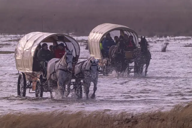 Two covered horse-drawn wagons carrying passengers across shallow tidal water