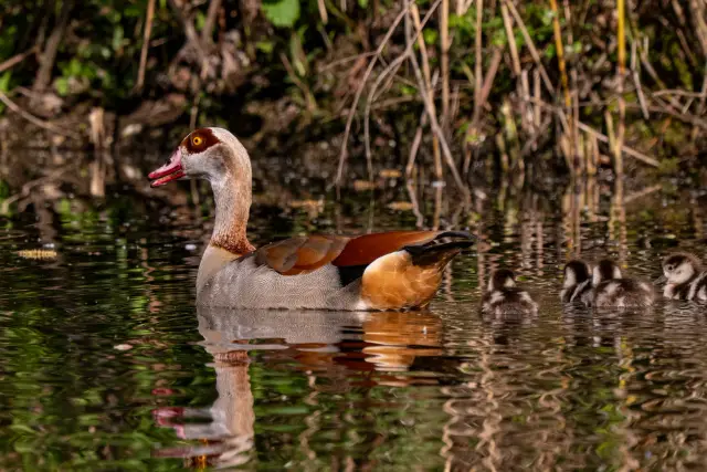 An Egyptian goose swimming with its goslings on a reflective pond