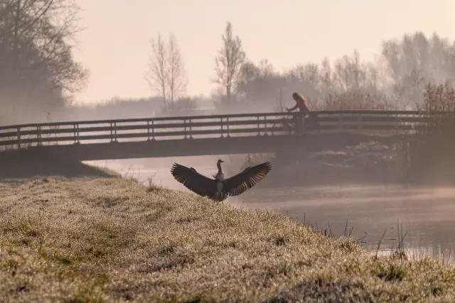 A bird landing with wings spread on a frosty bank beside a misty canal and wooden footbridge at dawn.