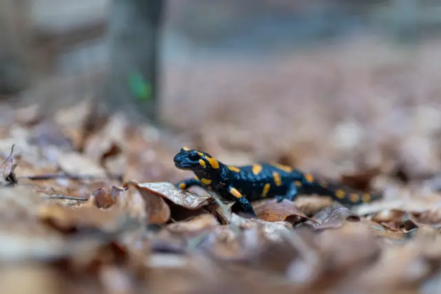A black-and-yellow fire salamander crawling across autumn leaf litter.