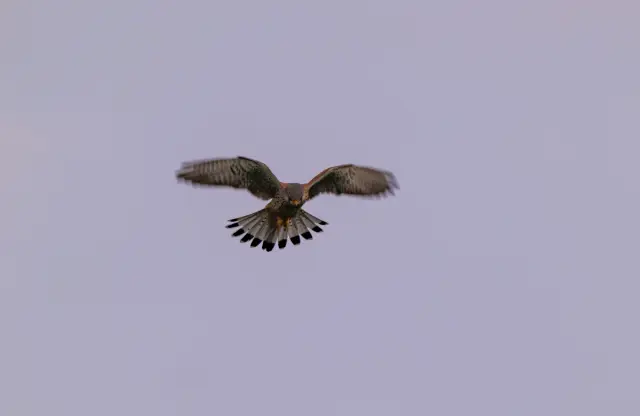 A common kestrel hovering with tail fanned and wings spread against a pale sky.