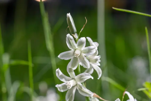 Delicate white-and-green nodding star-of-Bethlehem flowers against dark greenery.
