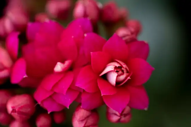 Close-up of vivid pink kalanchoe flowers and buds against a dark background.