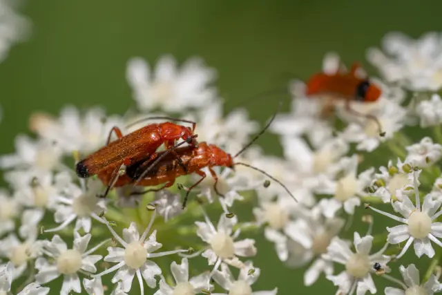 Macro of red soldier beetles mating on a cluster of small white umbel flowers