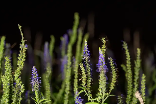 Tall purple spiked speedwell flowers glowing against a dark background.