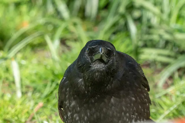 A jackdaw standing on green grass, facing the camera.