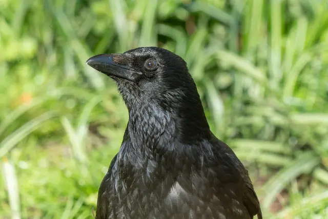 A jackdaw with its pale eye and grey nape on the grass.