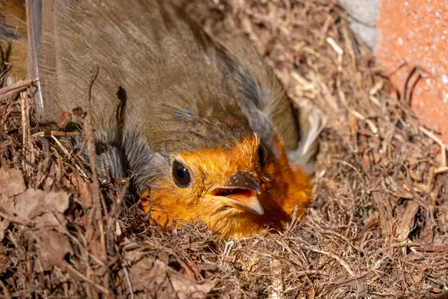 A European robin nestled among twigs in its nest.