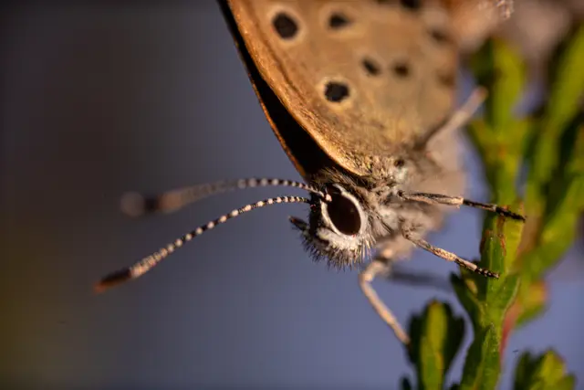 A butterfly resting on a plant stem.