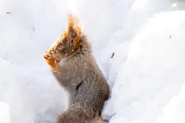 A red squirrel perched upright on a snow-covered stump against a soft wintry background.