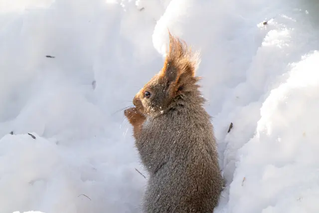 A Eurasian red squirrel poised on a snowy perch amid gently falling snow.