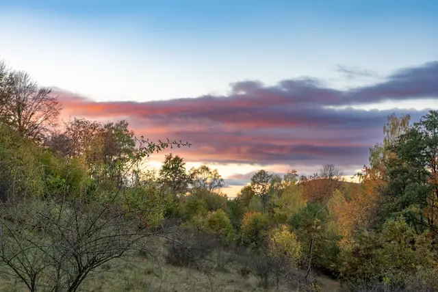 An autumn hillside under a pink sunset sky.