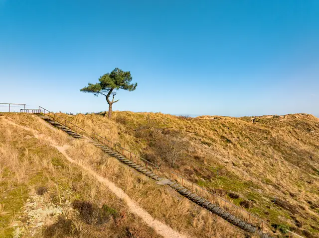 A solitary tree on a heath-covered dune under a clear blue sky.