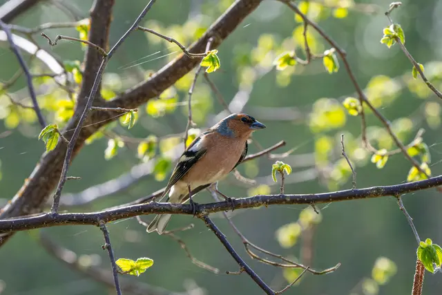 Wildlife and nature photography by Aquinox Media