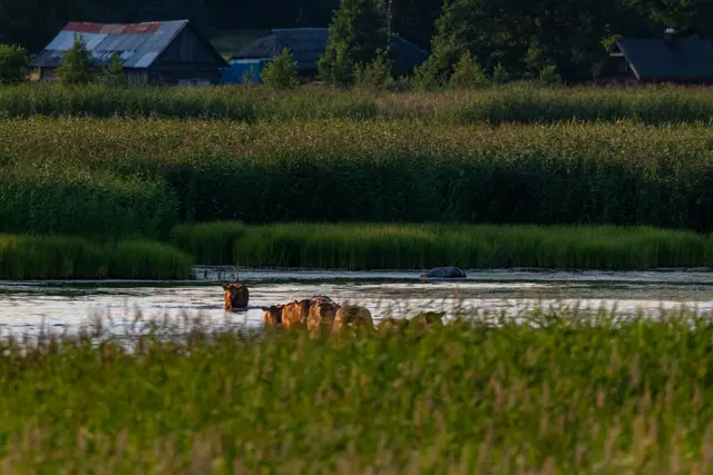 A green wetland meadow threaded with water.