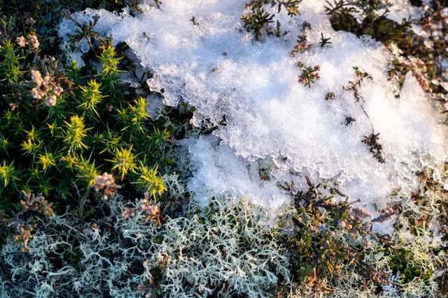 Snow and frost on coastal lichen and heather.