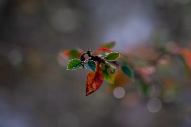 Red rosehips on a branch in winter light.